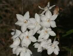 Image of paperwhite narcissus