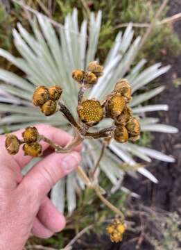 Image of Espeletia argentea Humb. & Bonpl.