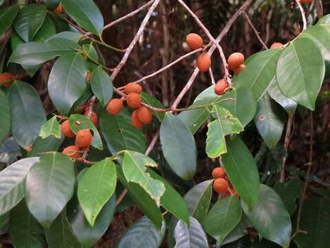 Image of Myristica globosa subsp. muelleri (Warb.) W. J. J. O. de Wilde