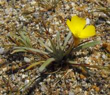 Image of Camissoniopsis pallida (Abrams) W. L. Wagner & Hoch