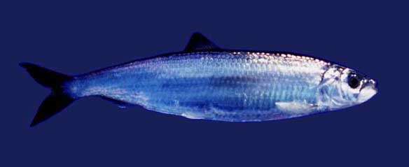 Image of Atlantic Herring