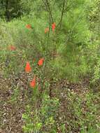 Imagem de Clinopodium coccineum (Nutt. ex Hook.) Kuntze