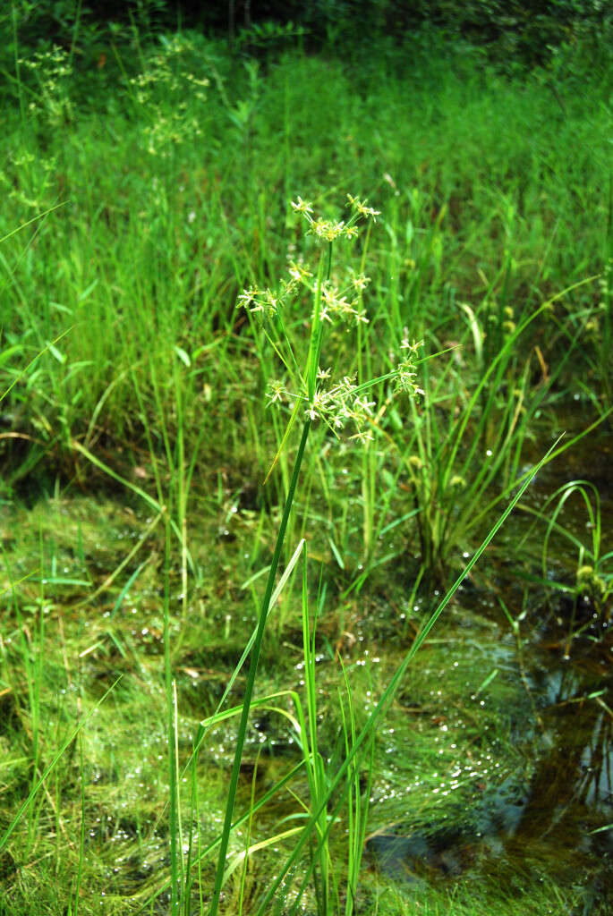 Image of Dentate umbrella sedge