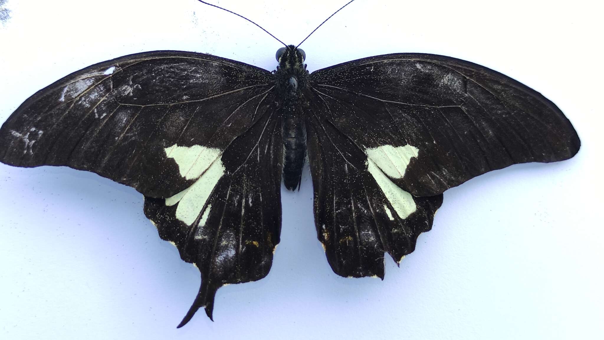 Image of Papilio antonio Hewitson 1875