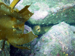 Image of Yellow moray