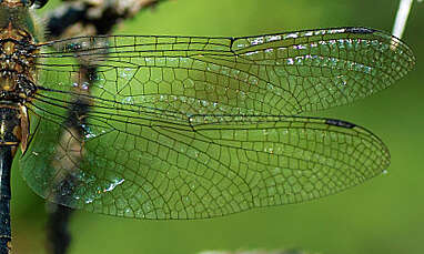 Image of Yellow-spotted Emerald