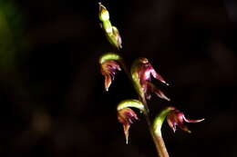 Image of Tiny midge-orchid