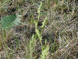 Image of Botrychium simplex subsp. simplex