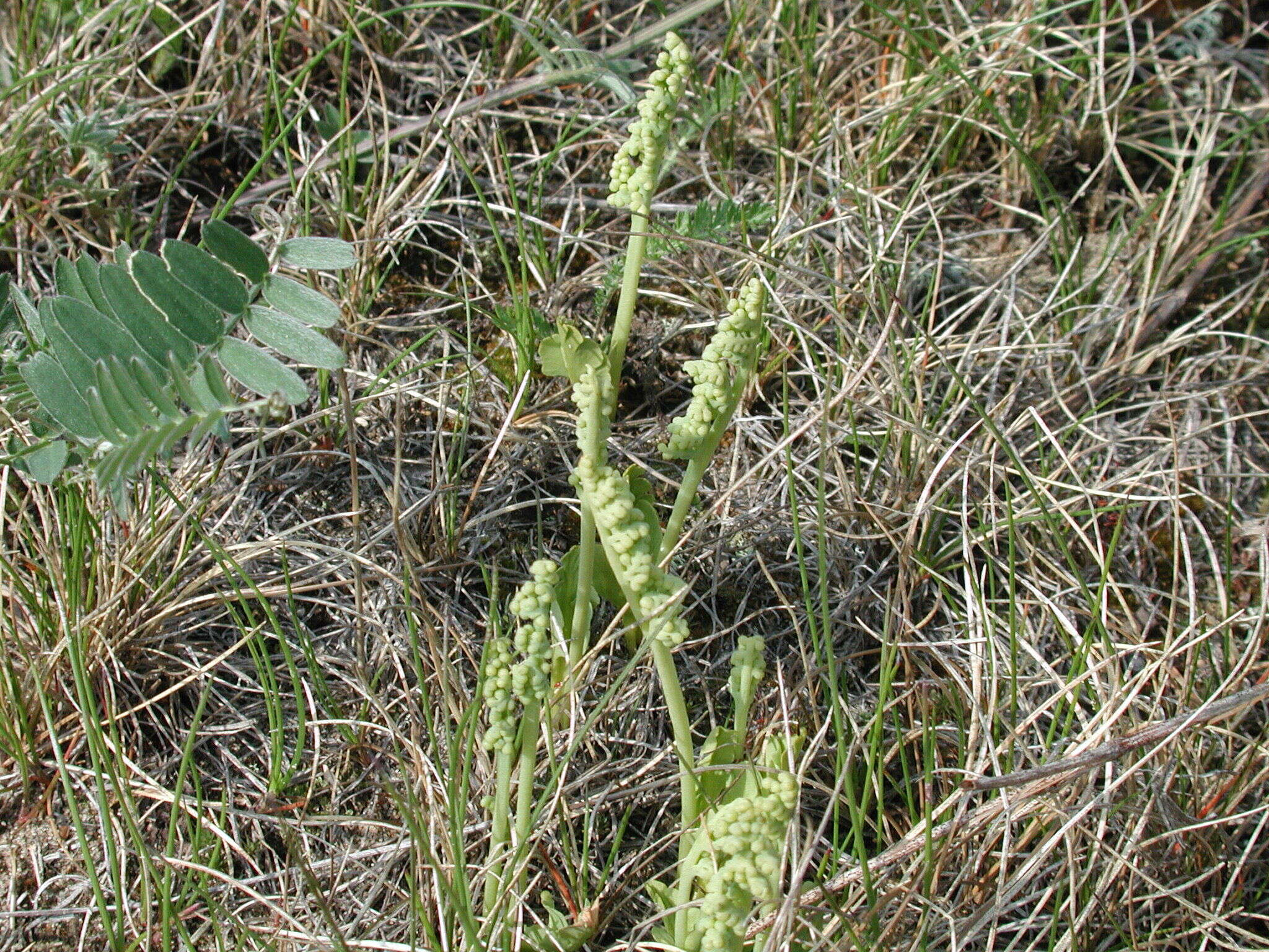 Image of Botrychium simplex subsp. simplex