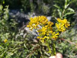 Plancia ëd Gymnosperma