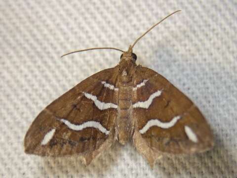 Image of Chaetolopha niphosticha Turner 1907