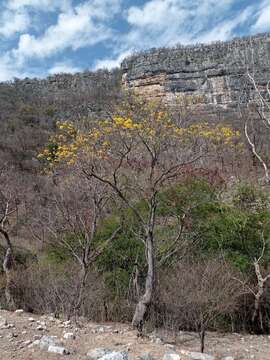 صورة Handroanthus chrysanthus subsp. chrysanthus