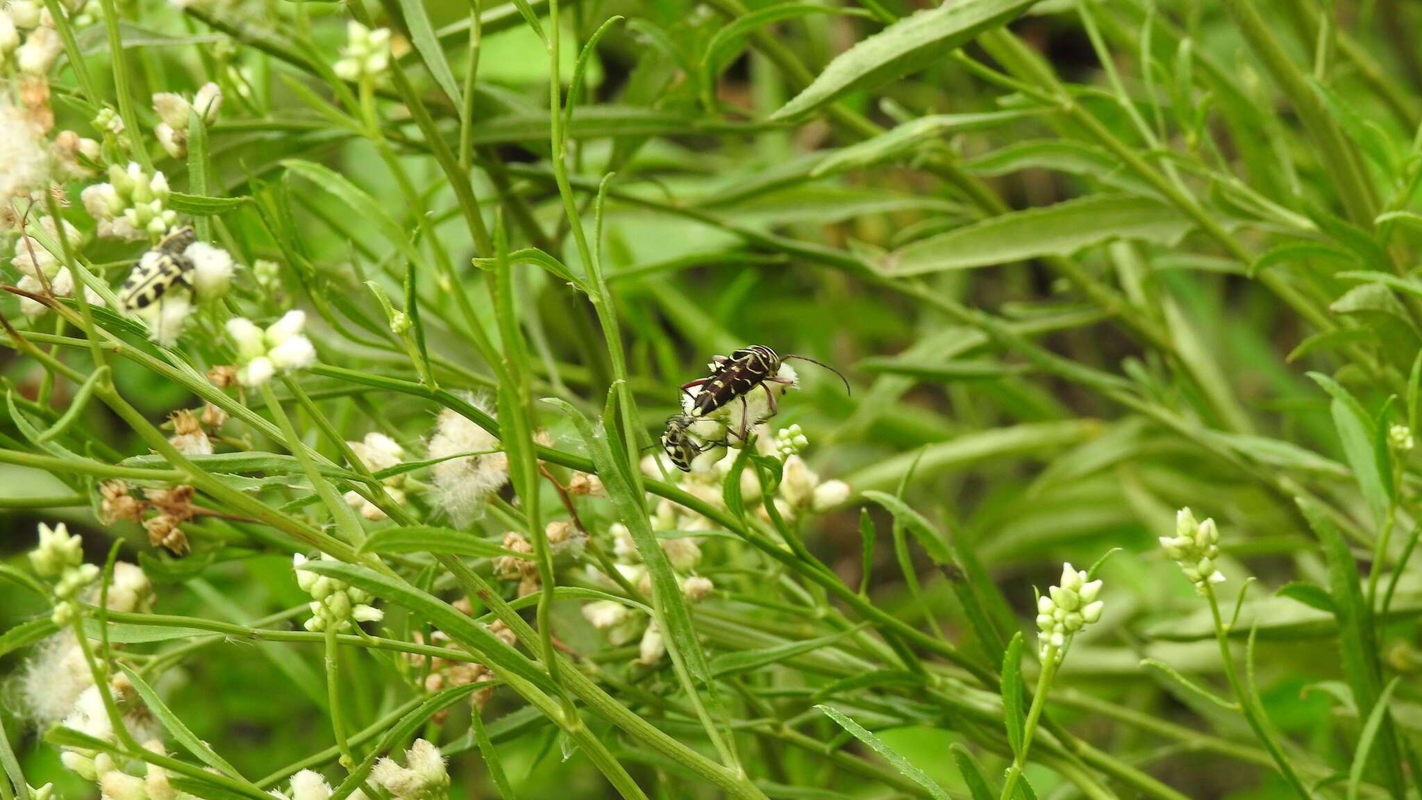 Megacyllene acuta (Germar 1821)的圖片