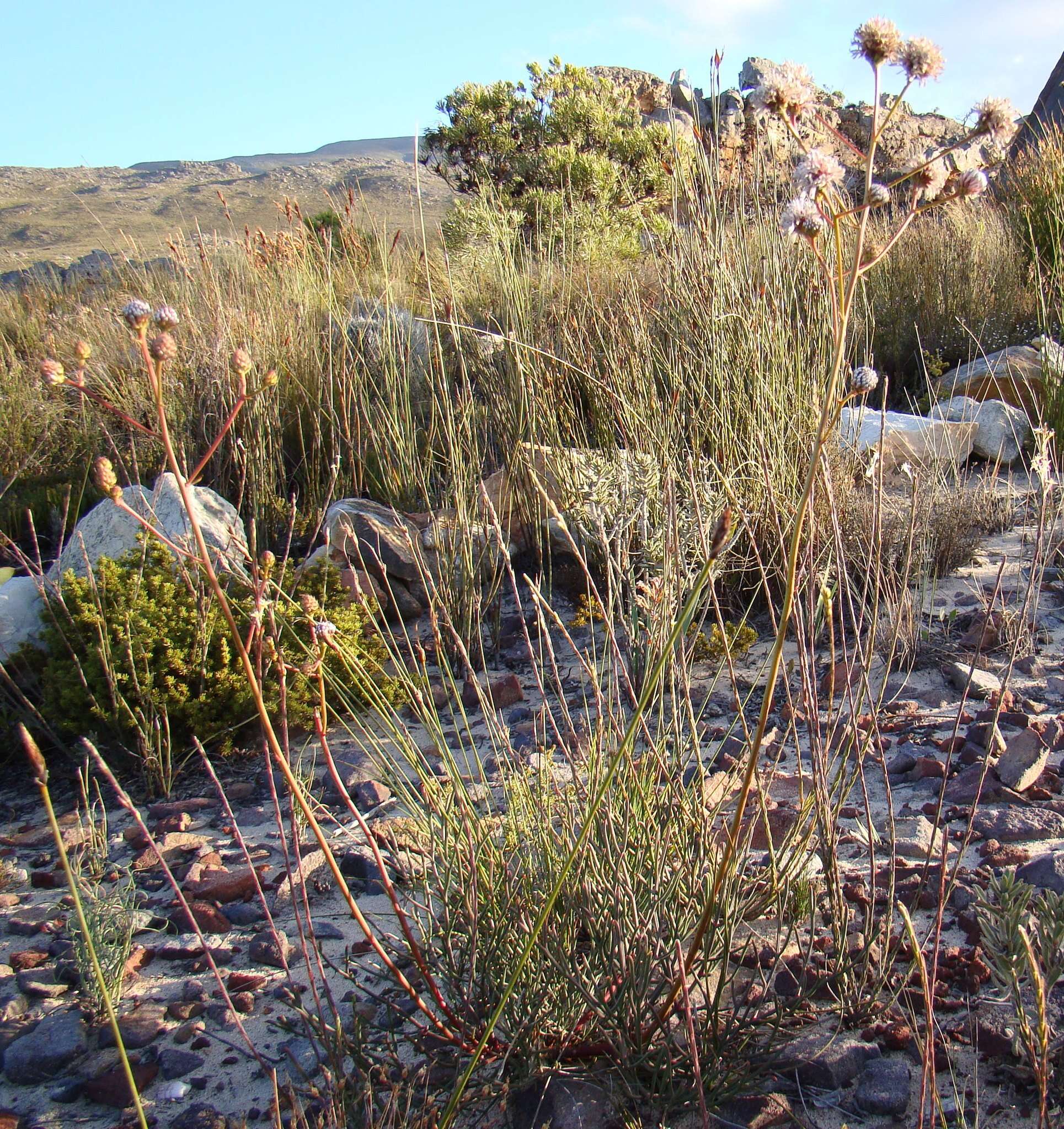 Image of Serruria williamsii J. P. Rourke