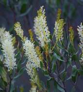 Image of Silky-oak