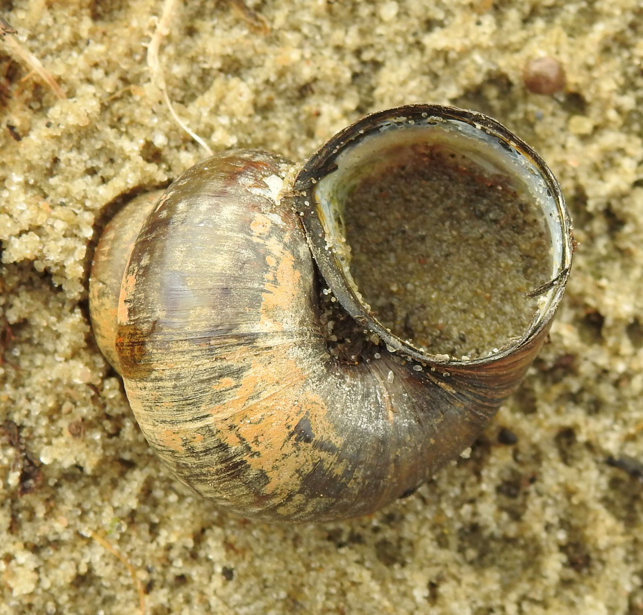 Image of Lister's River Snail
