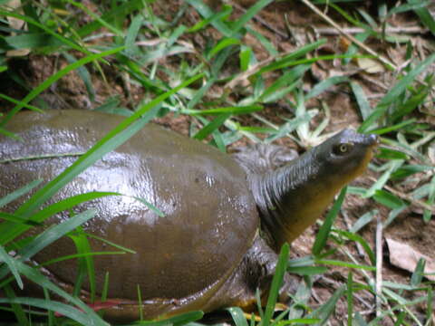 Image of Southern Indian Flapshell Turtle