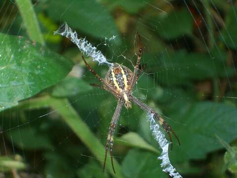 Image of St Andrews cross spider