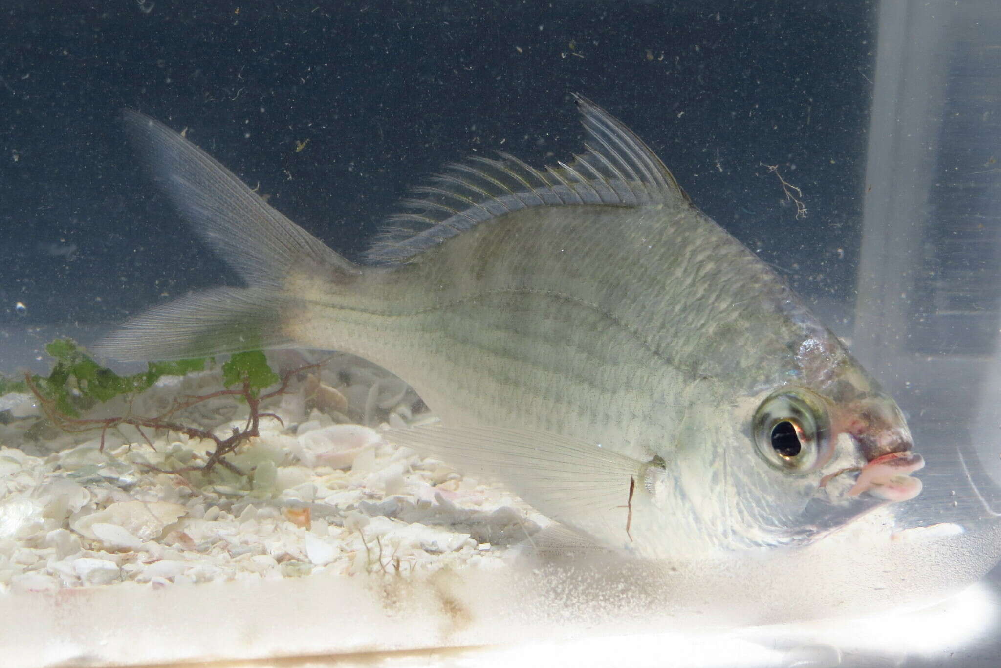 Image of Common mojarra