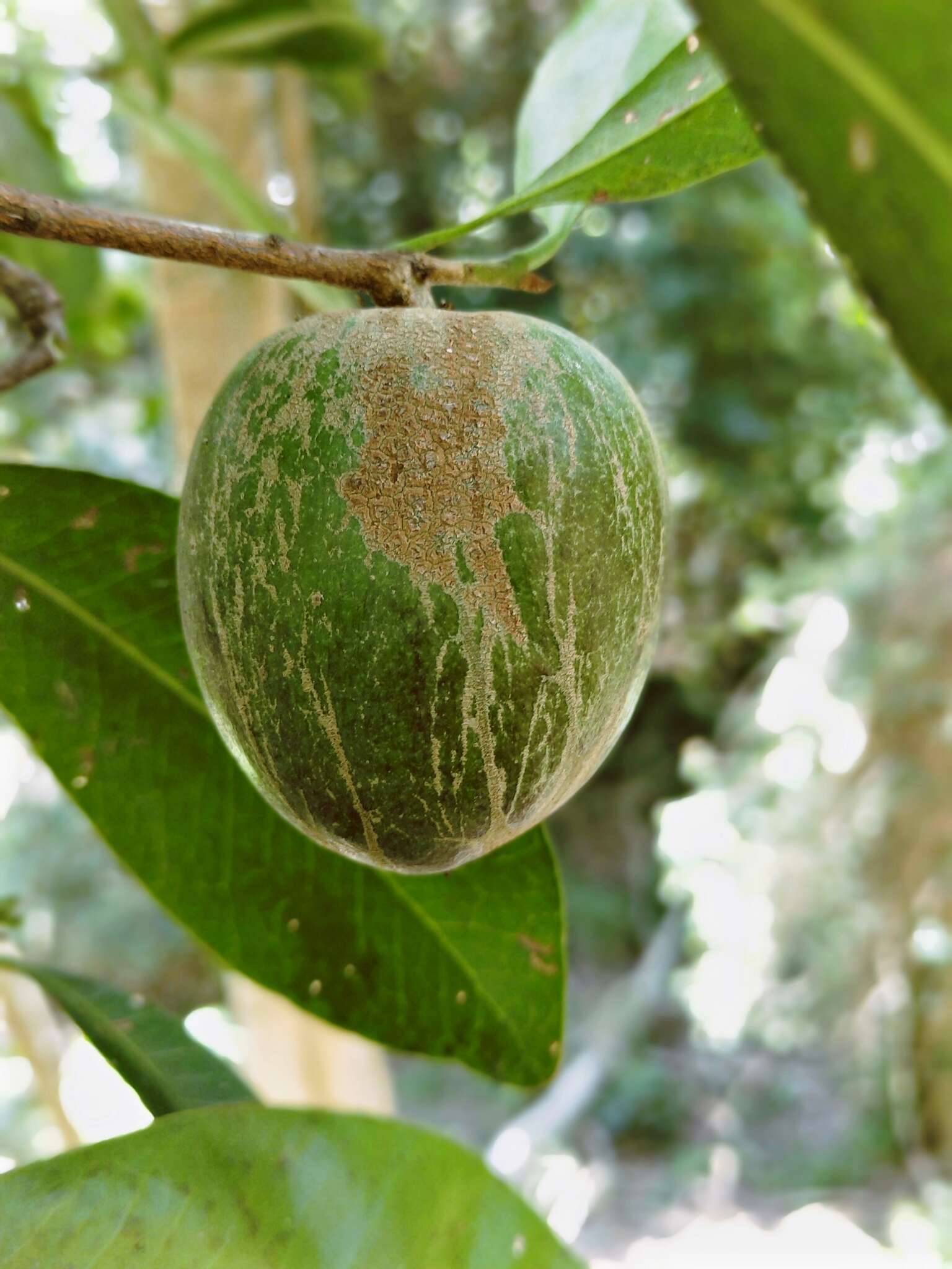 Image of Planchonella australis (R. Br.) Pierre