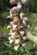 Imagem de Digitalis lanata Ehrh.