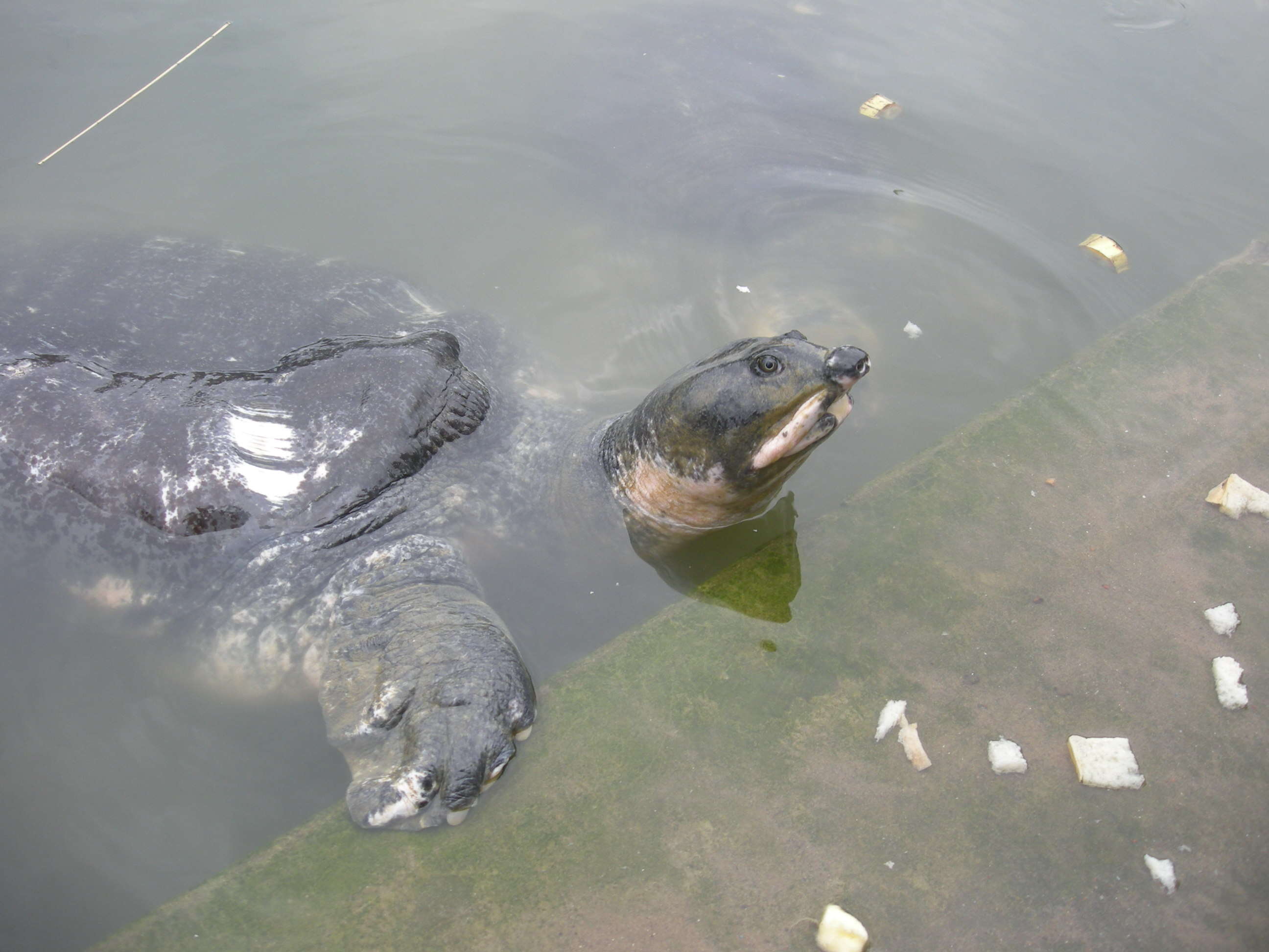 Image of Black soft-shell turtle