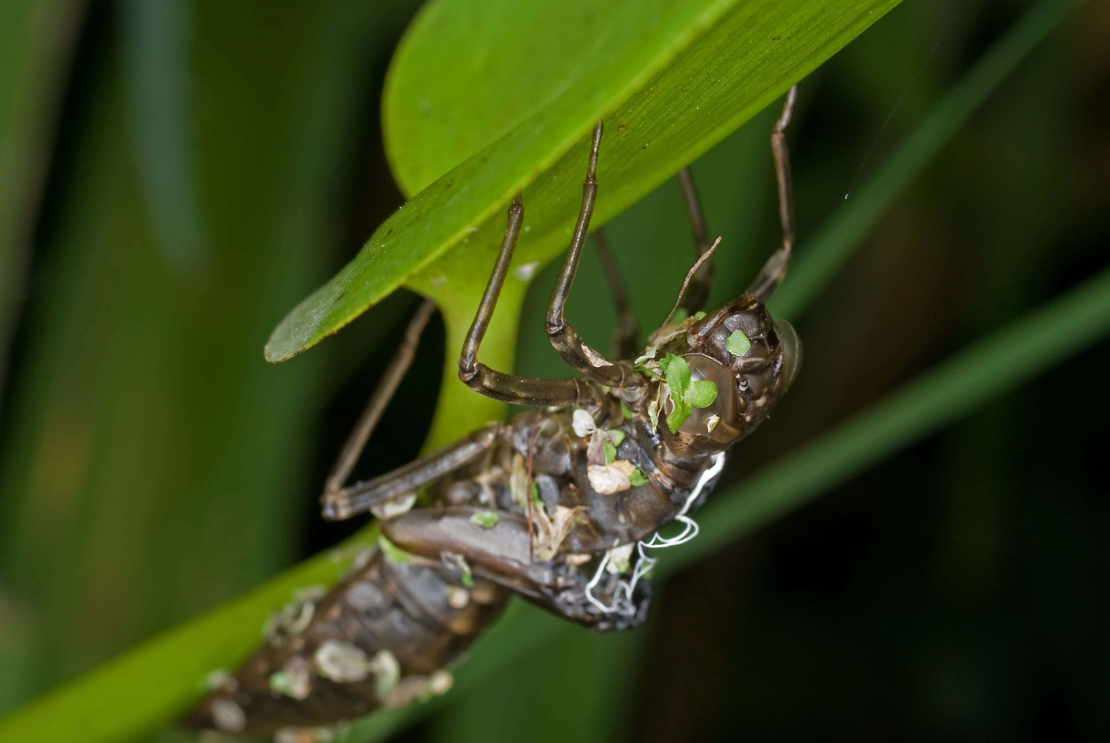 Image of hawker dragonfly