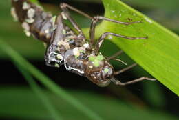 Image of hawker dragonfly