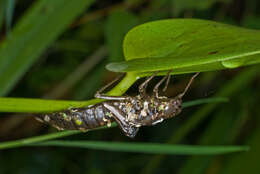 Image of hawker dragonfly