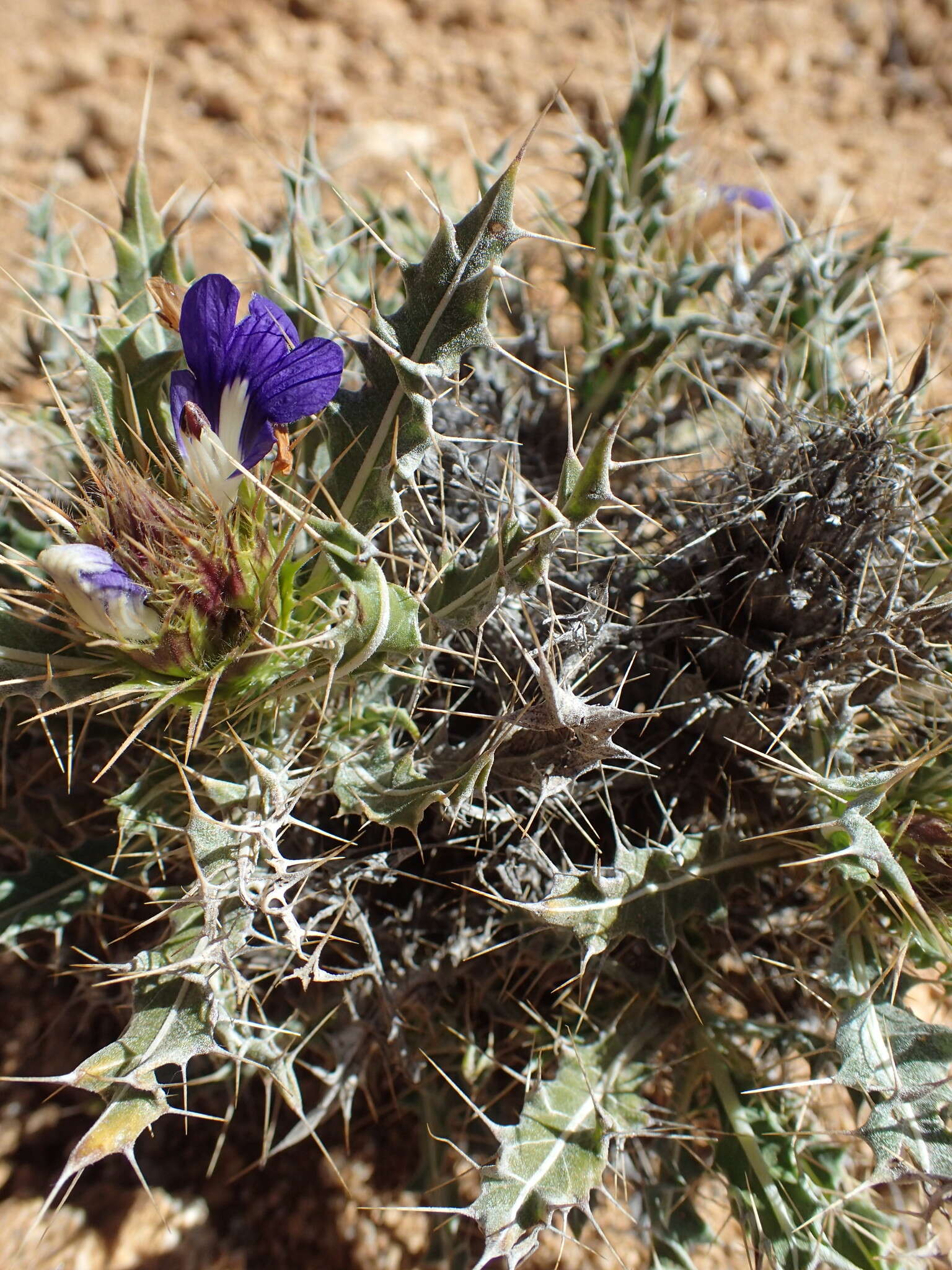 Image of Acanthopsis horrida (Nees) Nees