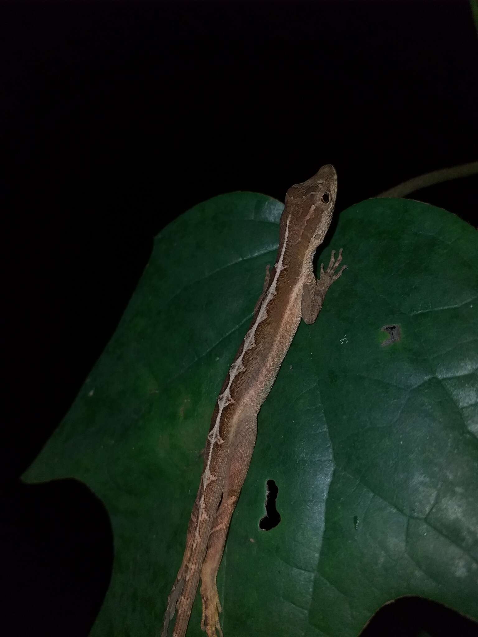 Image of Granular Anole