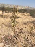 Image of African weeping-wattle