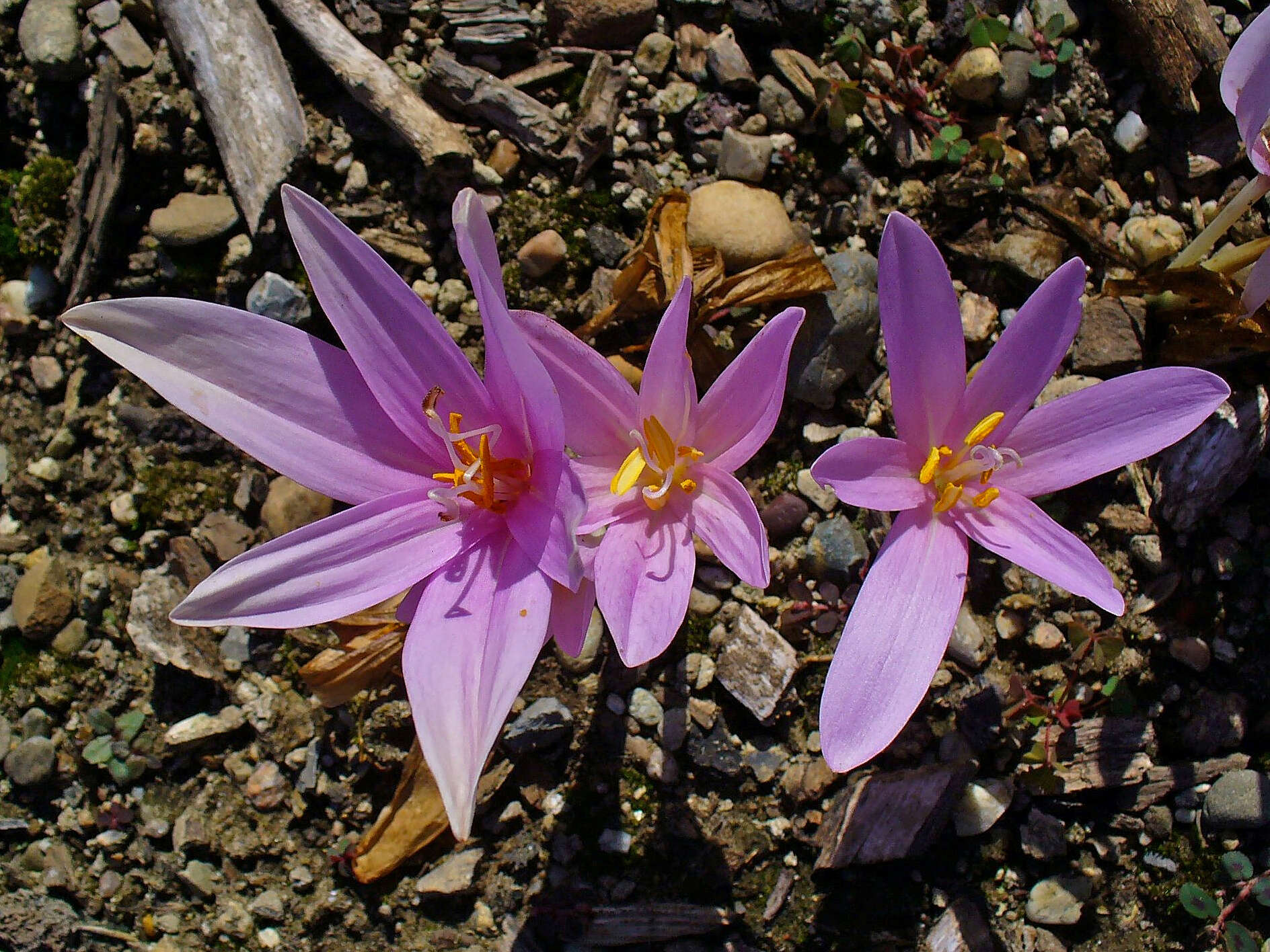 Image of Autumn crocus