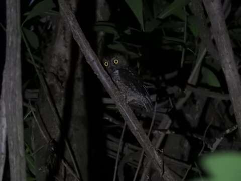 Image of Sulawesi Scops Owl