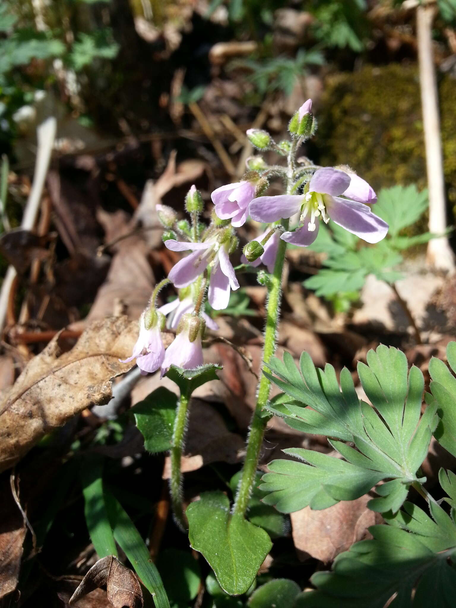 Image of Limestone Bittercress