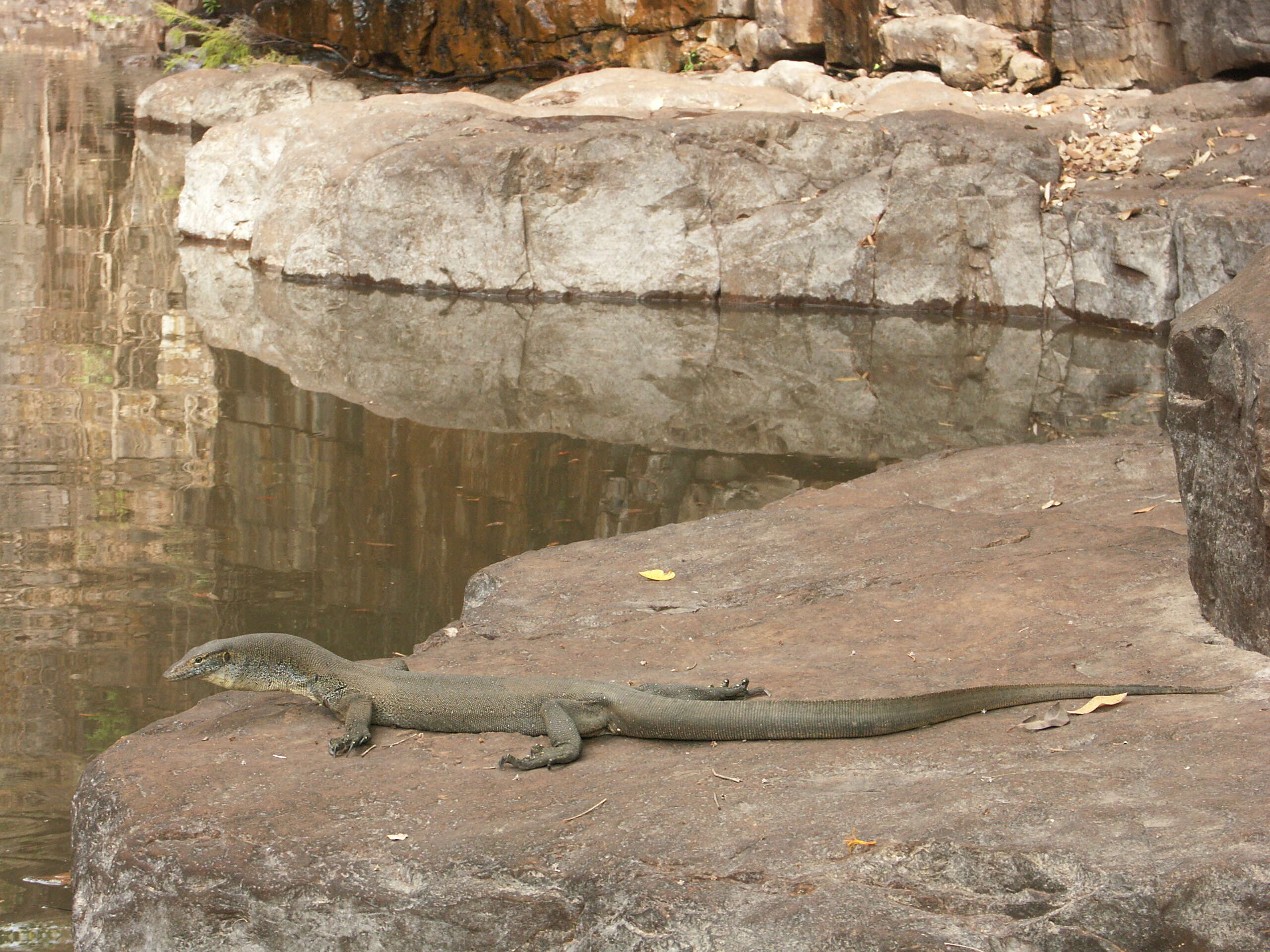 Image of Mertens's Water Monitor