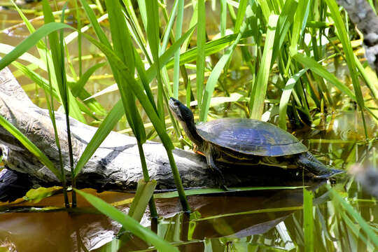 Image of Hispaniolan Slider Turtle