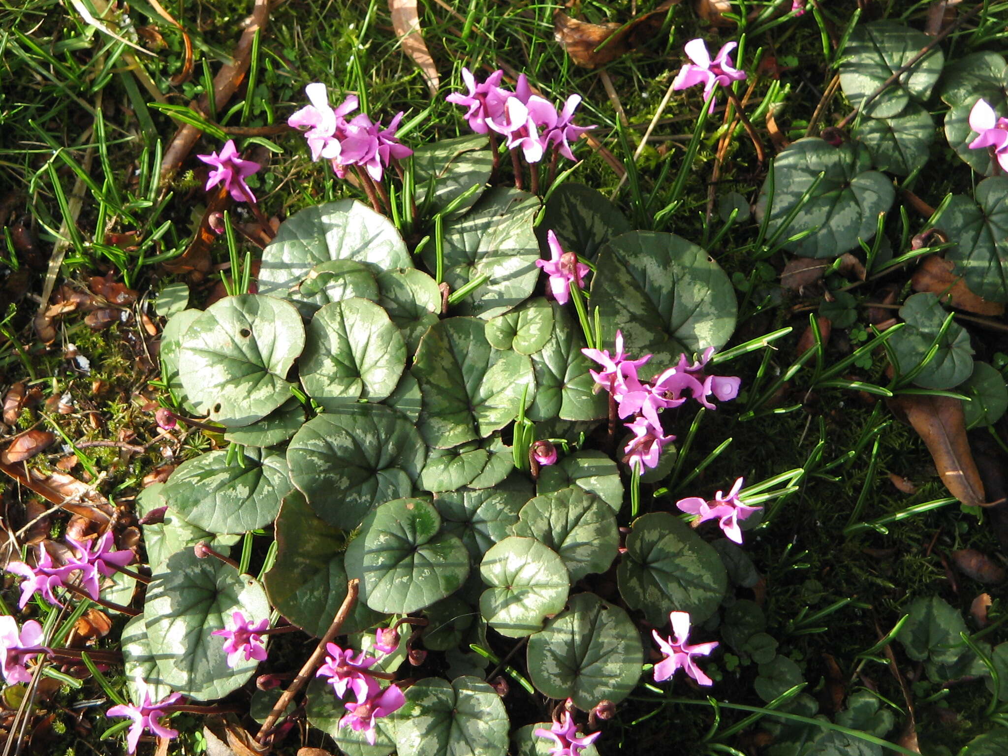 Image of Cyclamen coum Miller