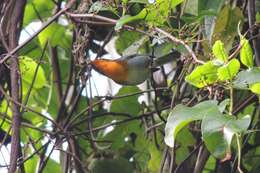 Image of Flame-throated Warbler