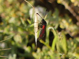 Image of Zygaena punctum Ochsenheimer 1808