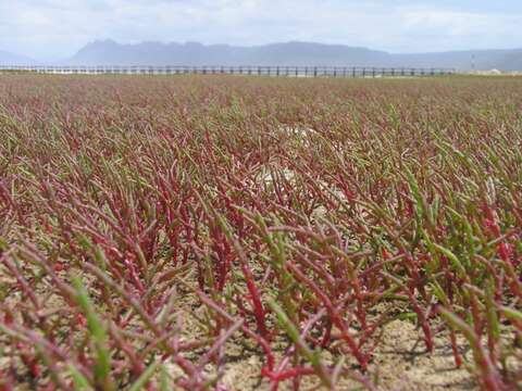 Слика од Salicornia meyeriana Moss