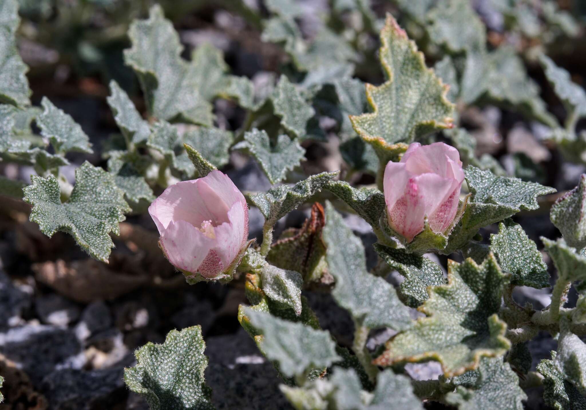 Image of scurfymallow