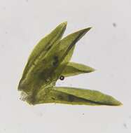 Image of Streblotrichum convolutum (Hedw.) P. Beauv.