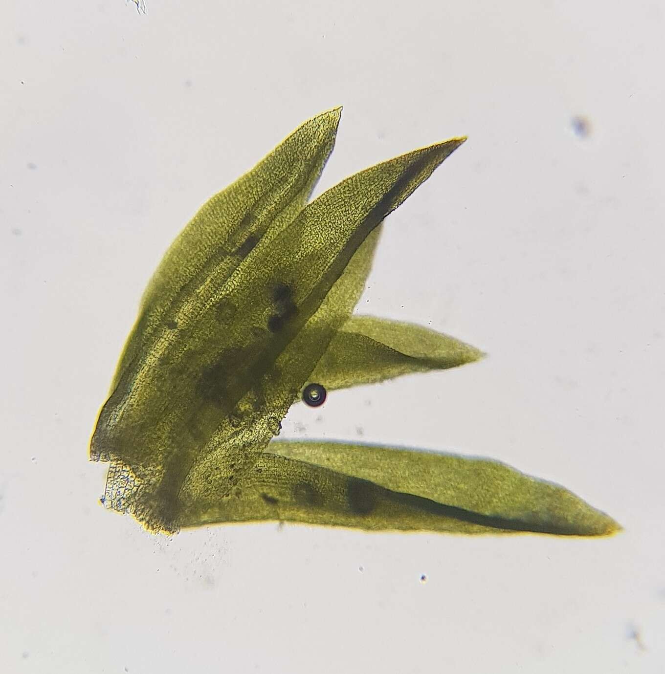 Image of Streblotrichum convolutum (Hedw.) P. Beauv.