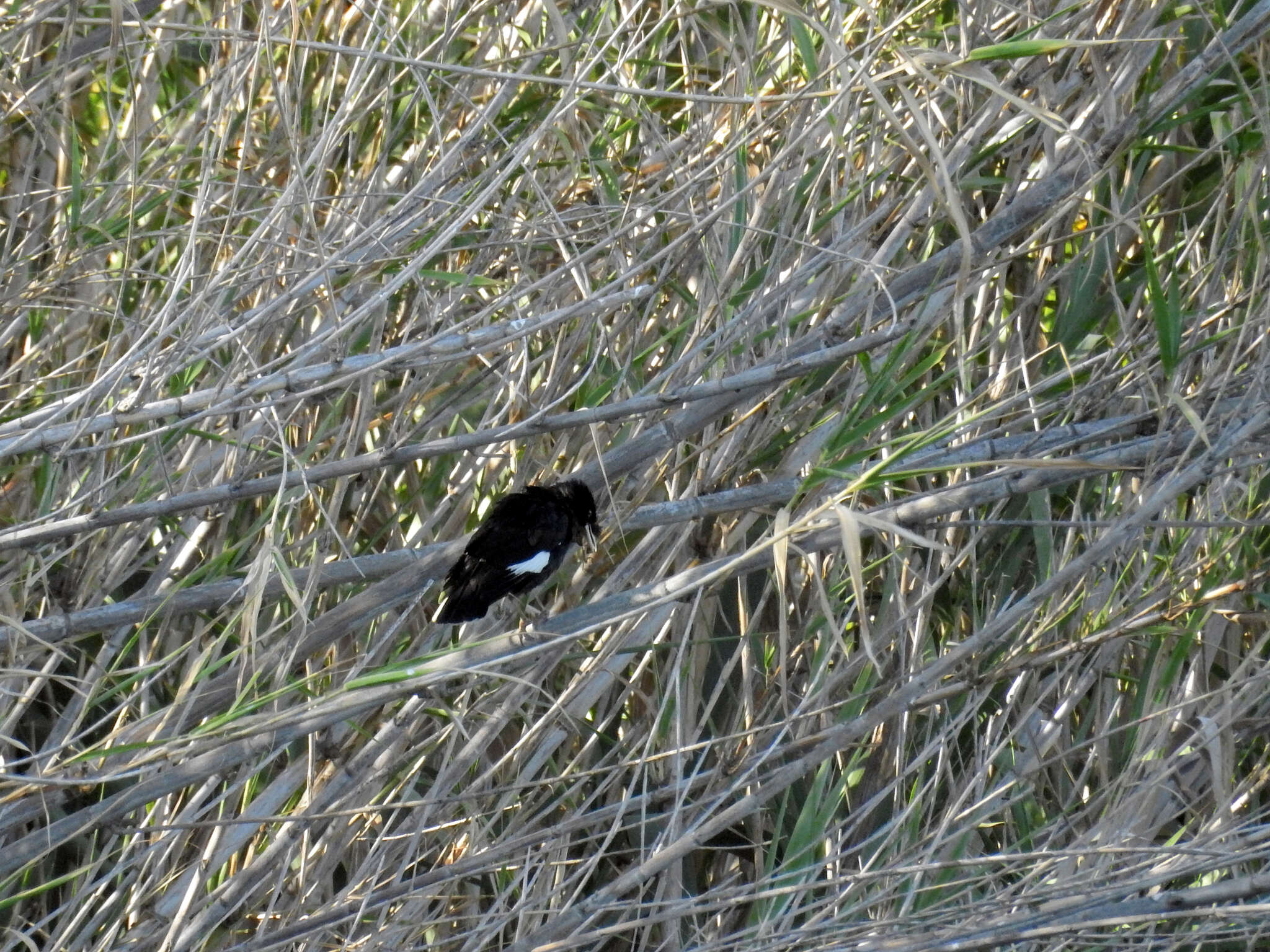 Image of Crested Myna