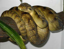 Image of Amethystine or scrub python