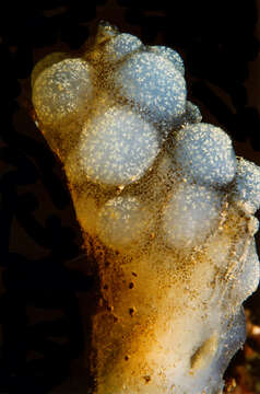 Image of white sea-squirt