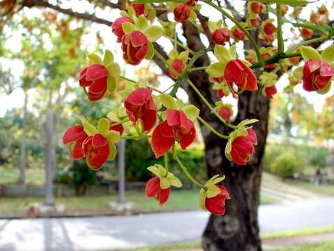 Sivun Cassia brewsteri F. Muell. kuva