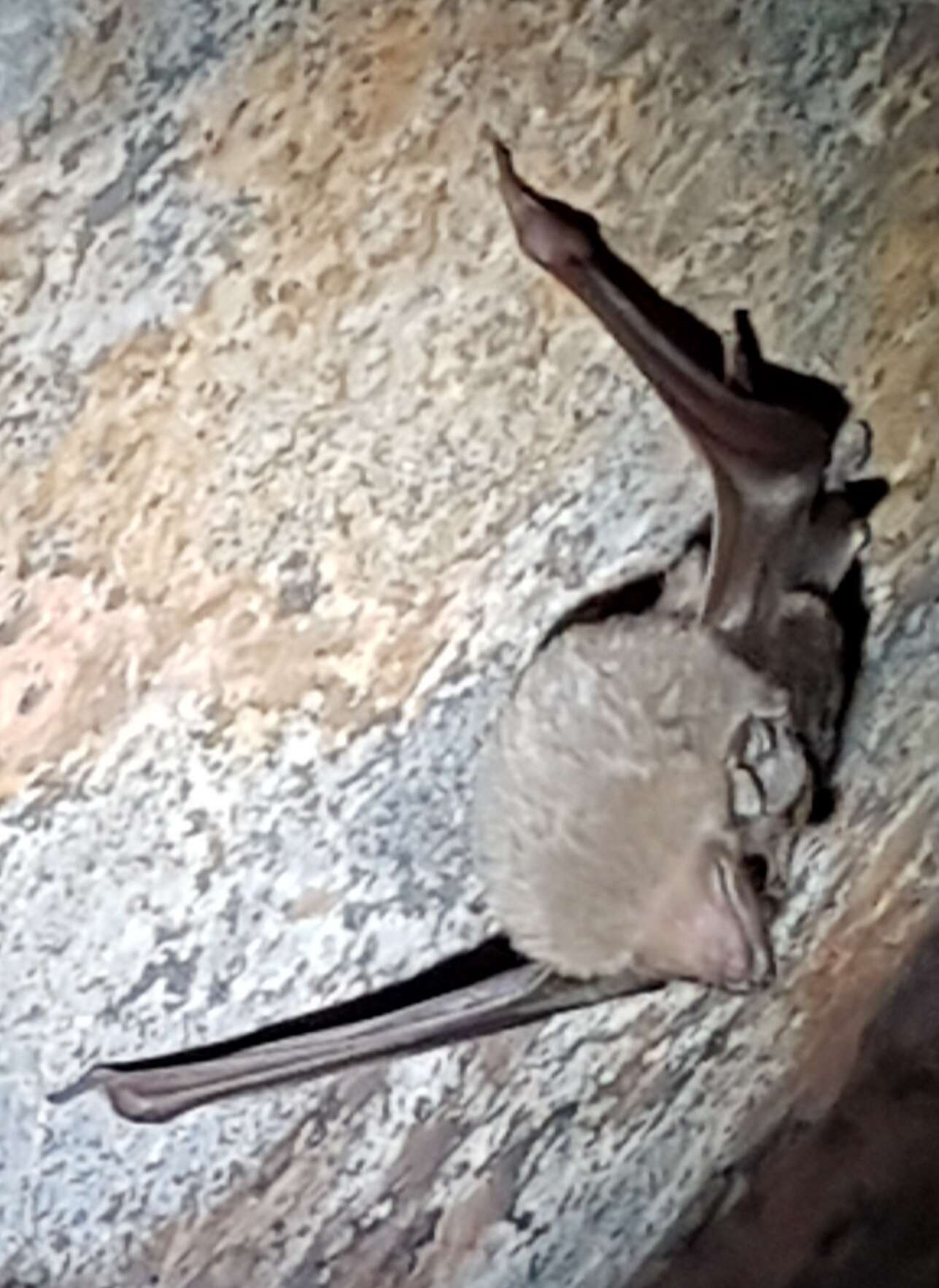 Image of Common Sheath-tailed Bat