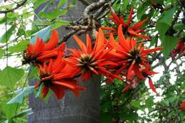 Image of Common Coral tree